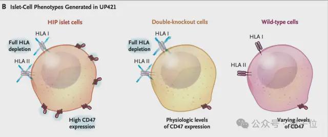 _胰岛细胞中与胰岛素_分泌胰岛素的细胞