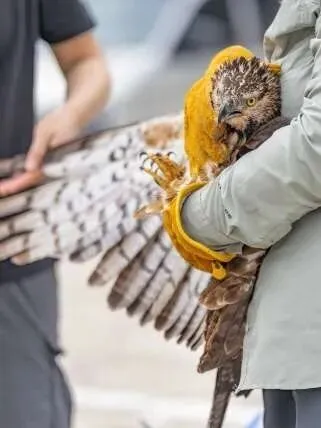 历经108天救治 重伤凤头蜂鹰在千灵山重返蓝天