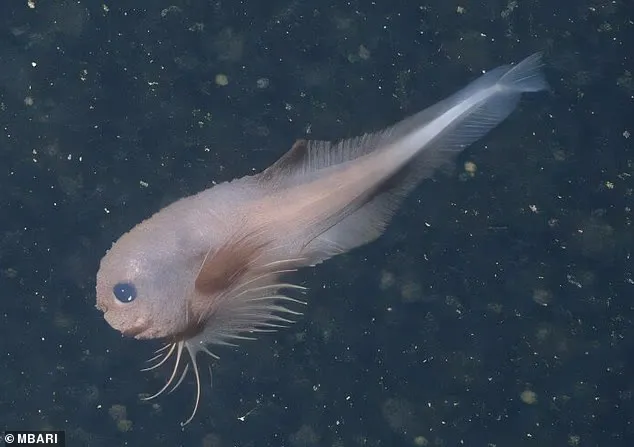 现实版宝可梦，科学家在深海发现可爱蜗牛鱼新物种