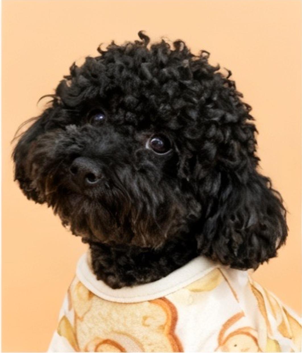 叶檀，带着叶球球跑了