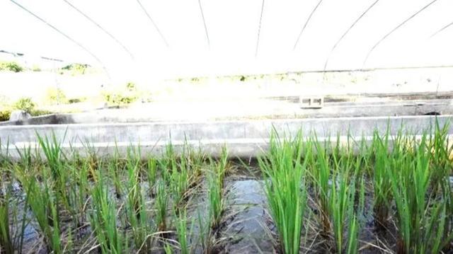 _获科学泰斗点赞，上海这家研究所为何是“世界一流”_获科学泰斗点赞，上海这家研究所为何是“世界一流”