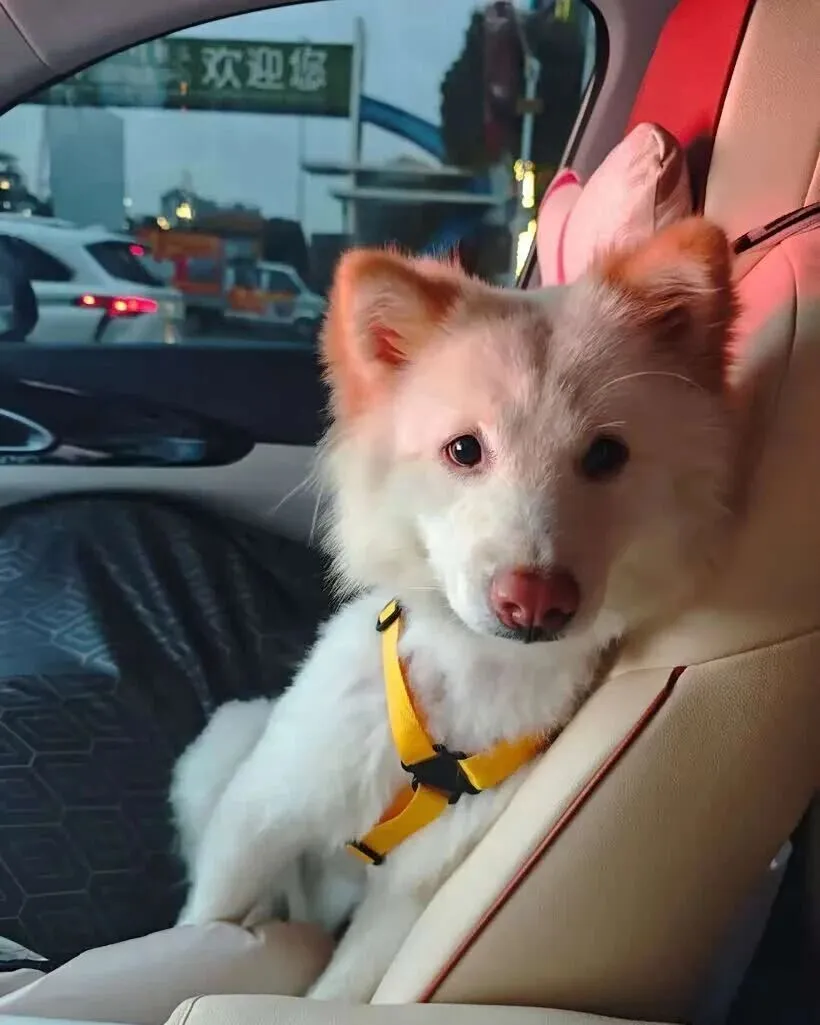 吉利星愿车主：回头率超高，朋友都惊叹这款车居然十万块不到