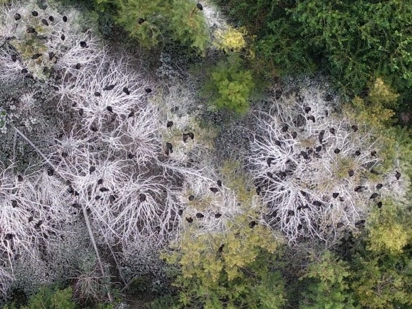 湖心岛被鸟粪染得像“下雪”，五百只鸬鹚将来此过冬，景区：已在岛上补栽了上百棵树木