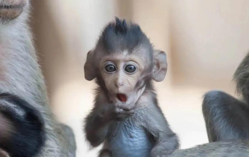 应对老龄化挑战__积极应对老龄化国家战略