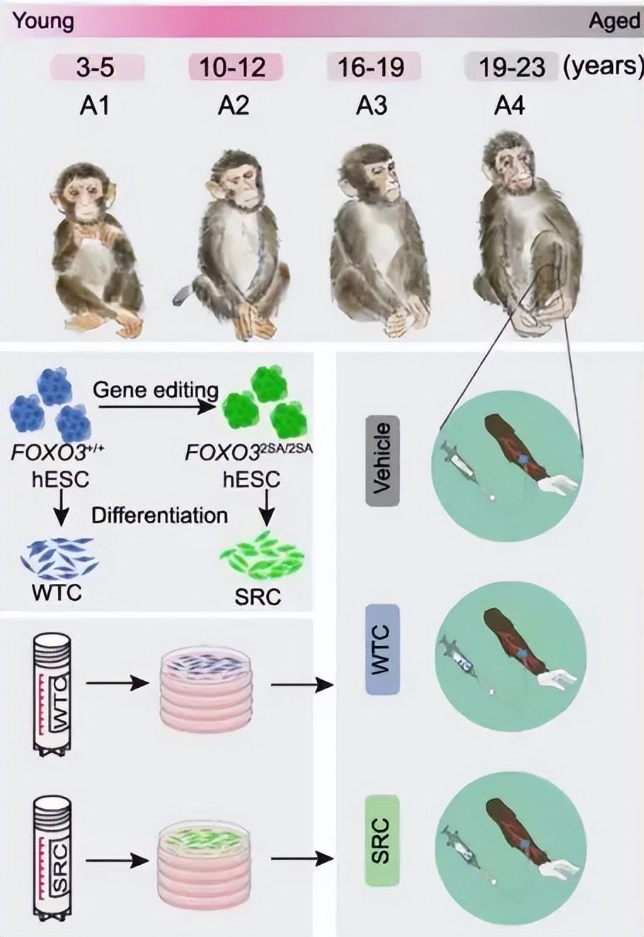 应对老龄化挑战_积极应对老龄化国家战略_