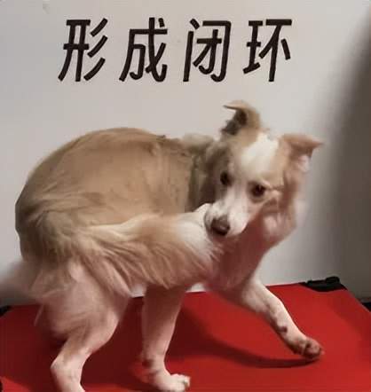 网络聊多久会聊出感情_上海推出老年专版健康码_