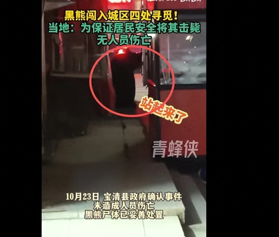 “熊瞎子”闯入黑龙江市区，特警用95连开十几枪！为啥不用麻醉枪