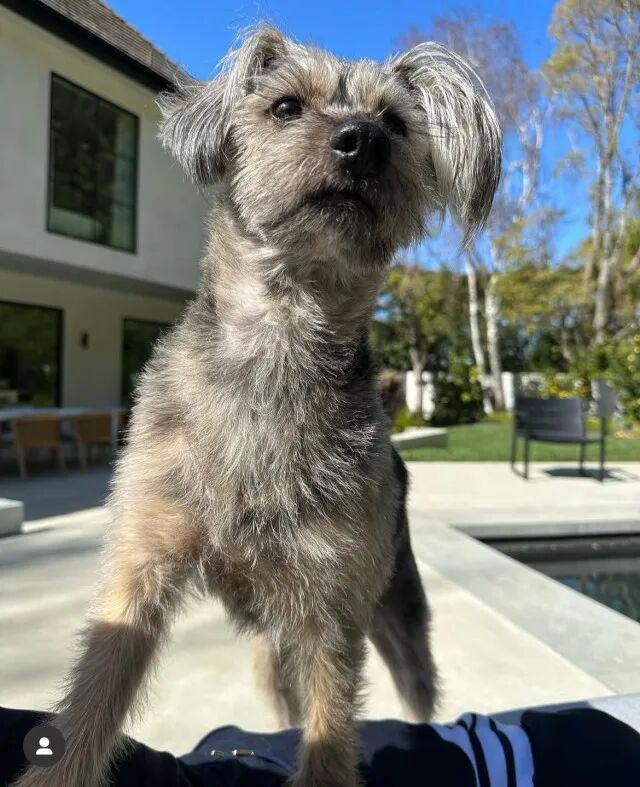 _狗也被AI抢饭碗？好莱坞动物演员全下岗，观众直接翻脸了！_狗也被AI抢饭碗？好莱坞动物演员全下岗，观众直接翻脸了！