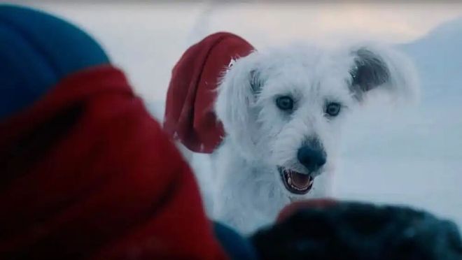 _狗也被AI抢饭碗？好莱坞动物演员全下岗，观众直接翻脸了！_狗也被AI抢饭碗？好莱坞动物演员全下岗，观众直接翻脸了！