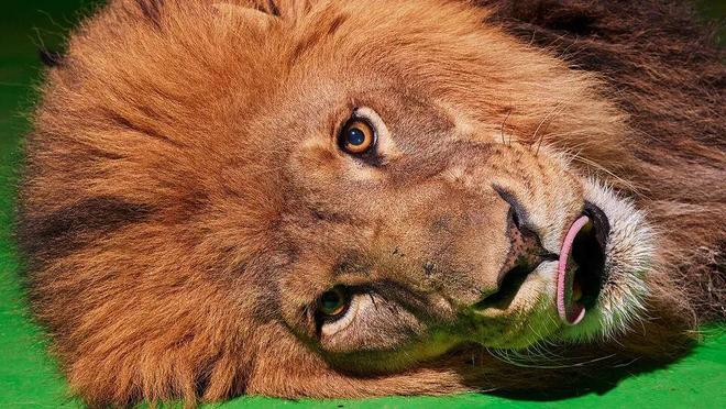 狗也被AI抢饭碗？好莱坞动物演员全下岗，观众直接翻脸了！_狗也被AI抢饭碗？好莱坞动物演员全下岗，观众直接翻脸了！_