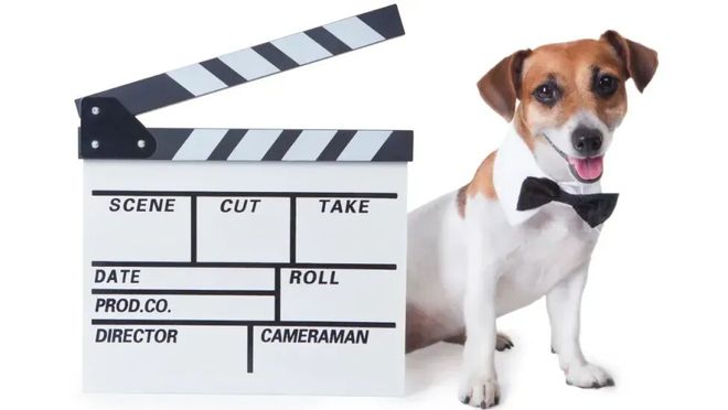 _狗也被AI抢饭碗？好莱坞动物演员全下岗，观众直接翻脸了！_狗也被AI抢饭碗？好莱坞动物演员全下岗，观众直接翻脸了！