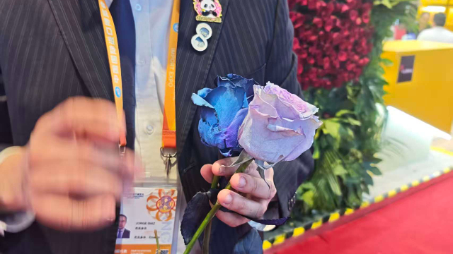 11月10日，进博会上的展示的厄瓜多尔星云玫瑰 （第一财经记者 程程/摄）