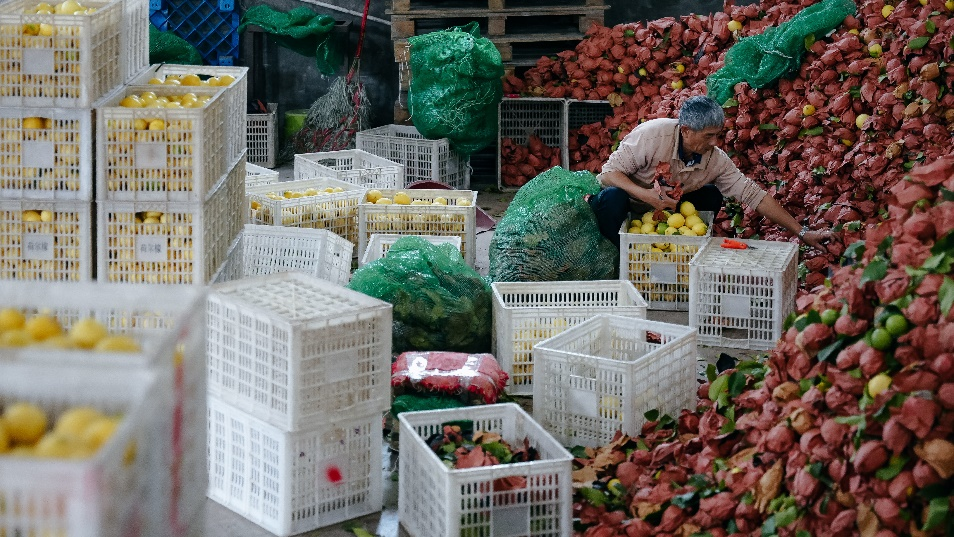 三季度,“多多好特产”团队深入数十个农产区,助力农户丰产增收。(李靖 摄)