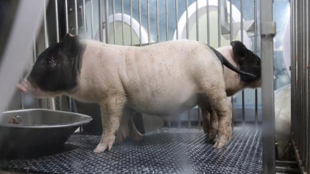 上海高标准SPF猪问世，它们是医药研发、器官移植等领域战略资源