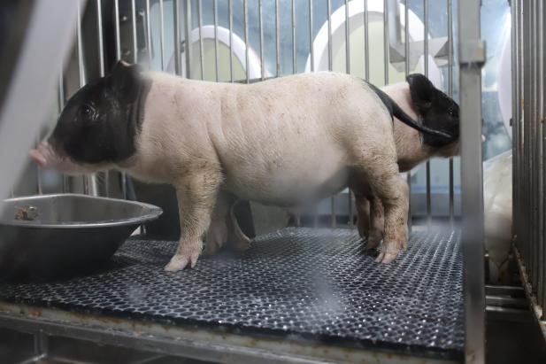 器官移植上市公司__器官移植市场