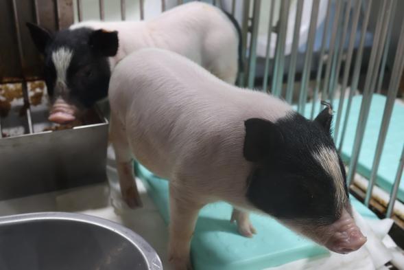 器官移植市场__器官移植上市公司