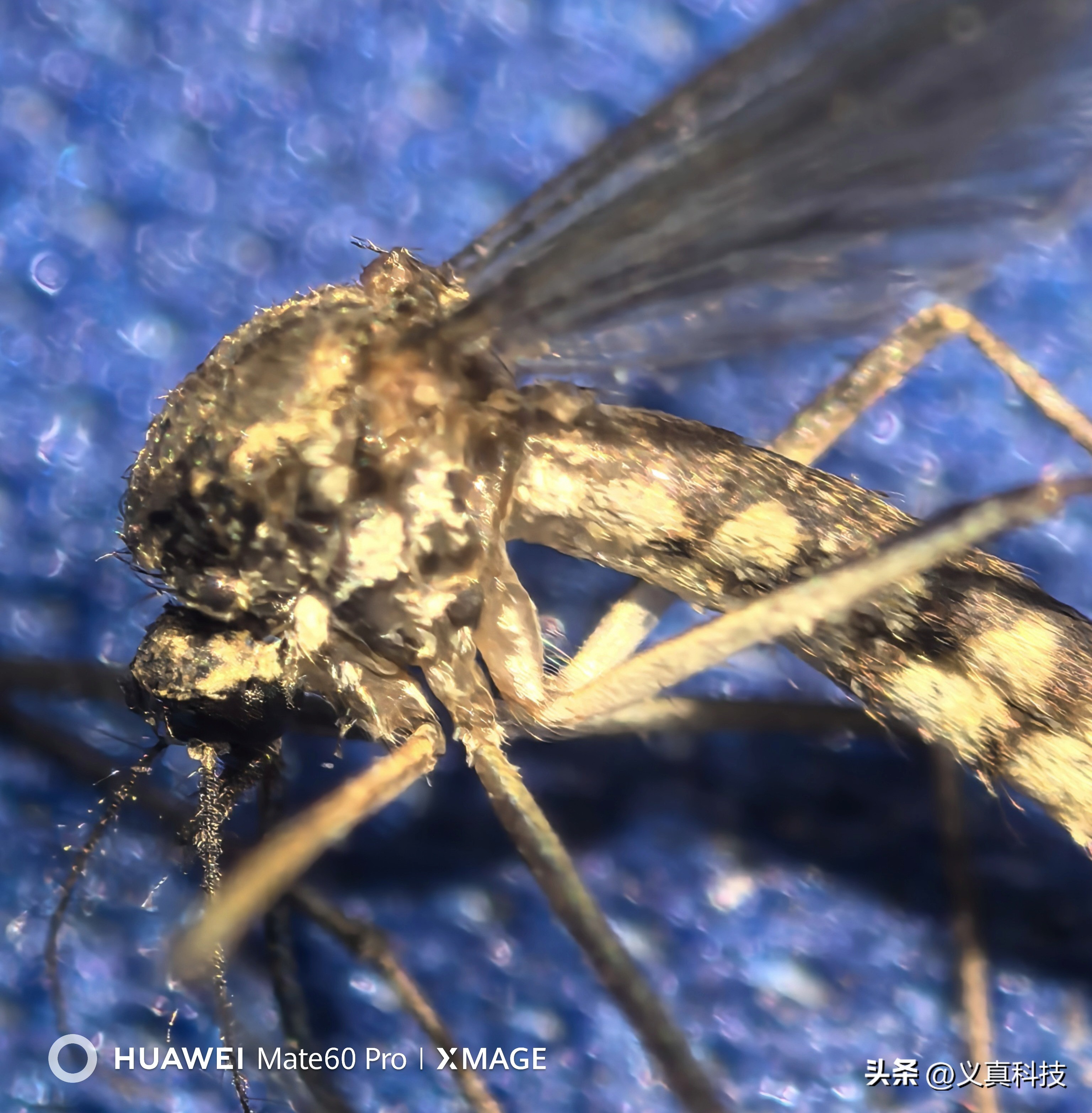 小米长焦微距镜头是什么意思__超长焦微距镜头