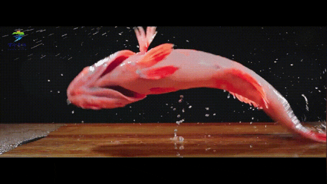 中国东星斑之乡，居然是海南这个小城