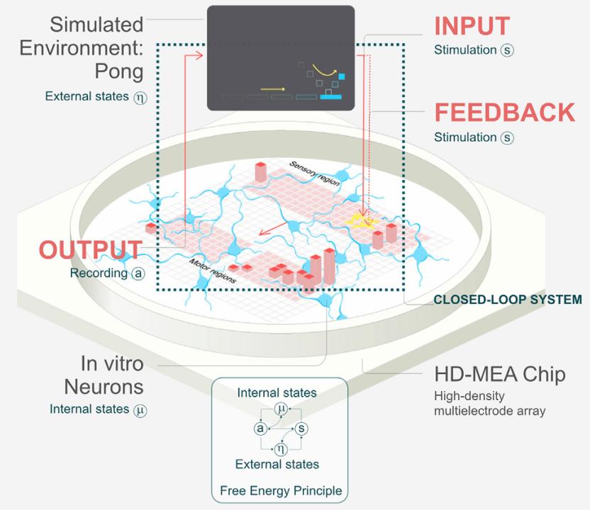 离体脑细胞学会打游戏，智能从何而来？__离体脑细胞学会打游戏，智能从何而来？
