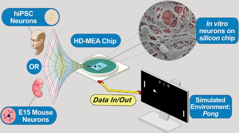 _离体脑细胞学会打游戏，智能从何而来？_离体脑细胞学会打游戏，智能从何而来？