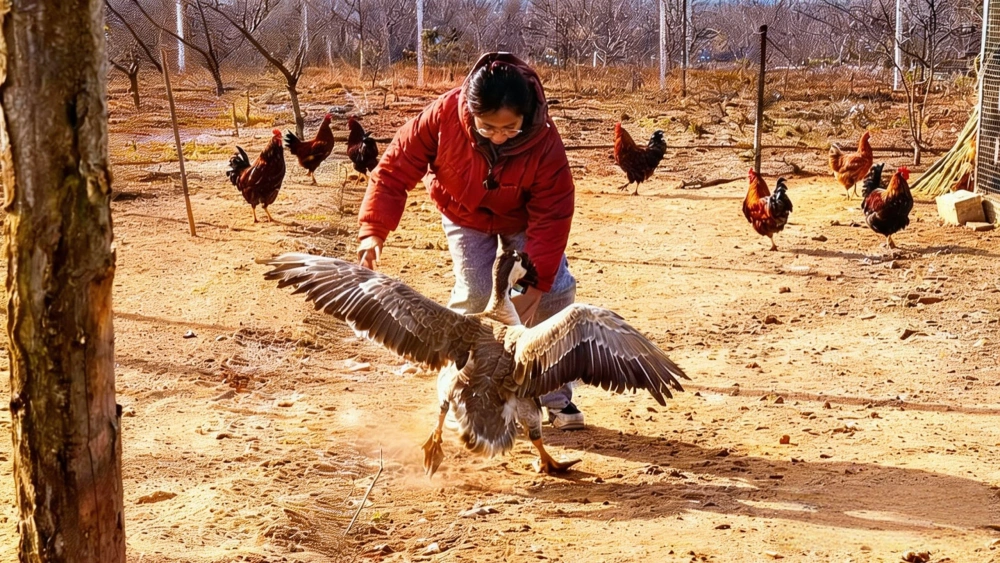 人鹅大战！烟台一女孩被鹅叨强硬回击，鹅为何会被打服？家养动物也需立规矩