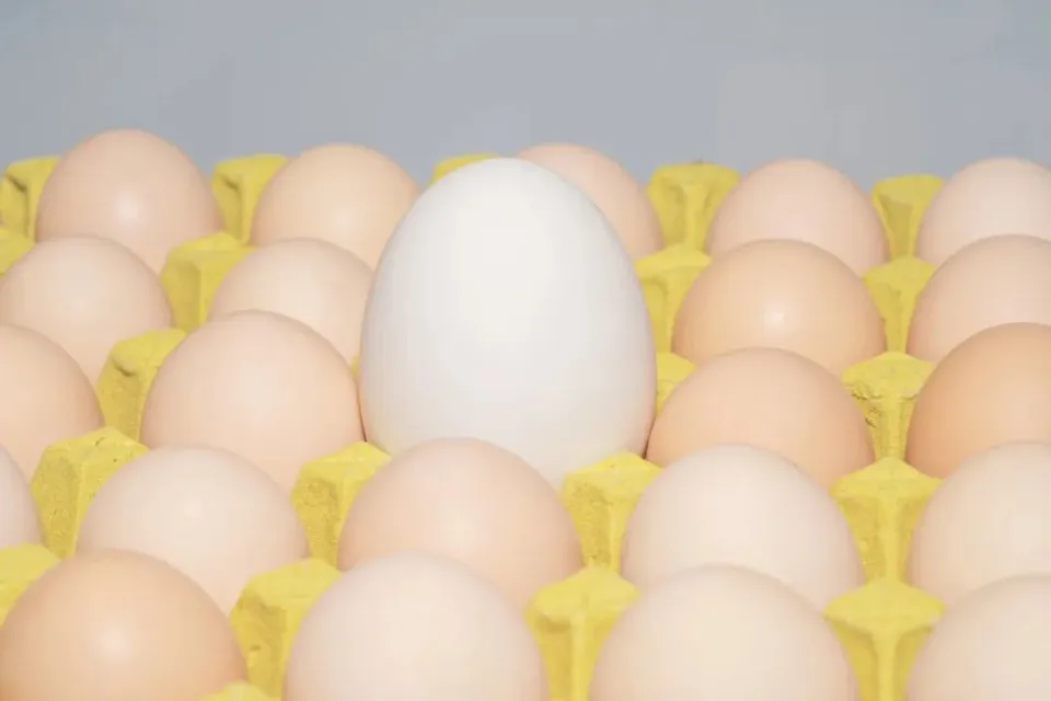 营养丰富的鹅蛋,为什么很少有人吃,也很少有卖的?今天总算知道了!