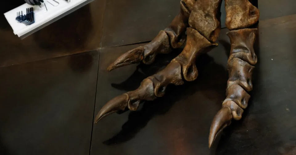 颠覆性考古重塑：霸王龙浑身羽毛踮脚奔跑 “宛如8吨重的巨型鸡”