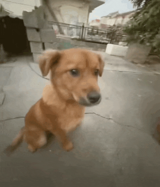 今年的「洋垃圾之王」，居然是小米造的？