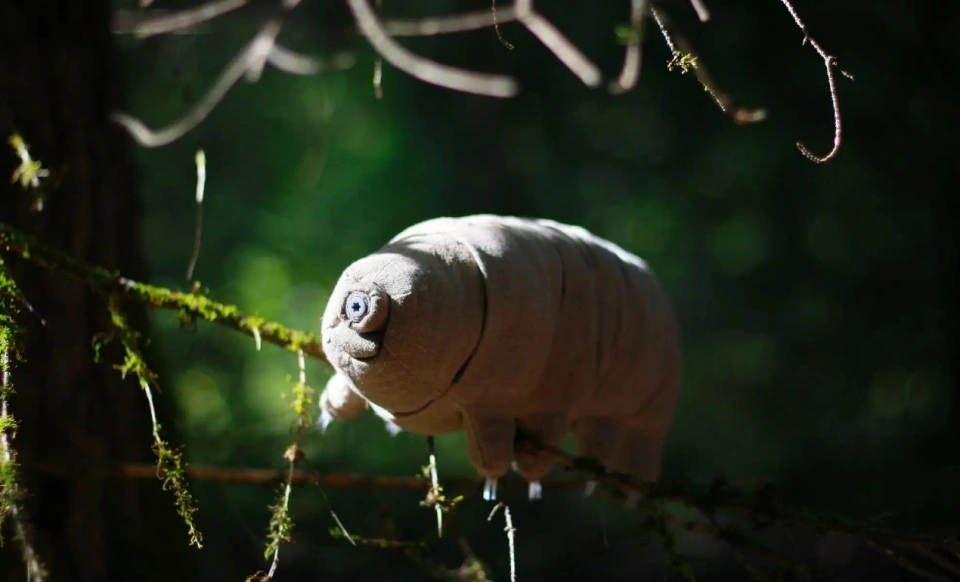 研究人员用火星土壤测试“地表最强”生物水熊虫，其存活反应之差，结果大大出乎意料